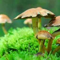 magic-mushrooms<em>SS</em>37341199_082013