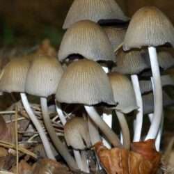 Languaging the Magic Mushroom: Introduction -- Entheos 2012