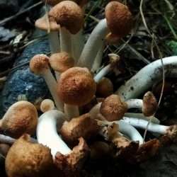 Investigating The Spirituality And Neurophysiology Of Microdosing Psilocybin For Depression