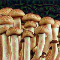 My Experience Microdosing Psychedelics