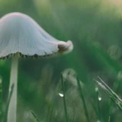 Building a relationship with Psilocybin Mushrooms