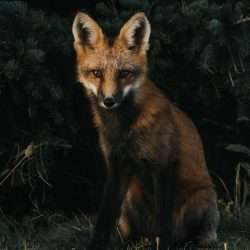 on fox blog header