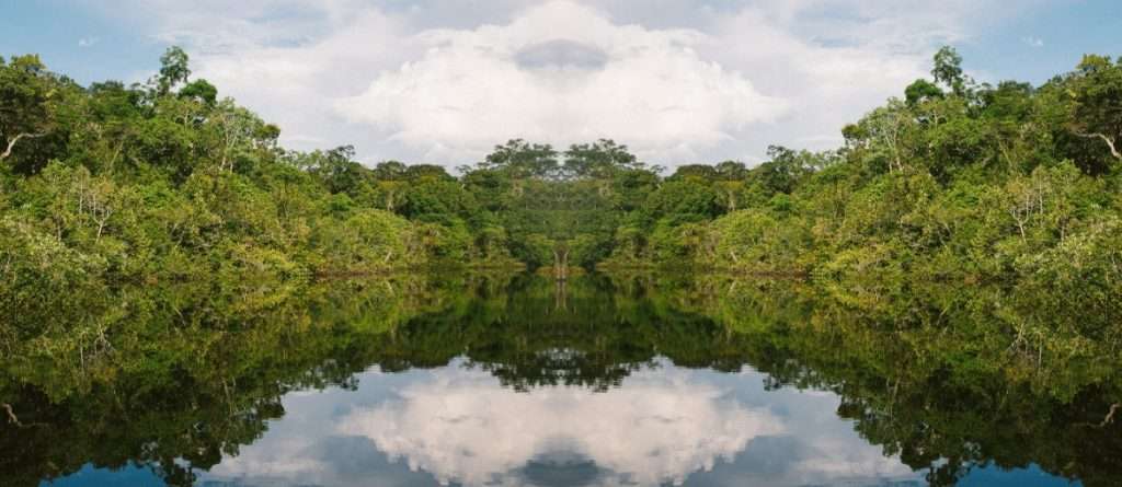 Jungle Mirrored