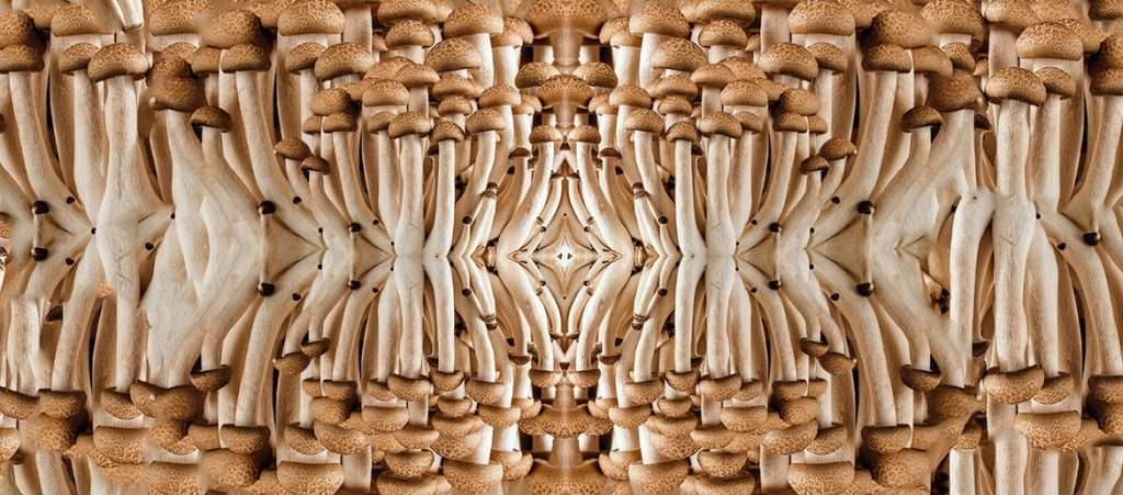 sacred mushrooms