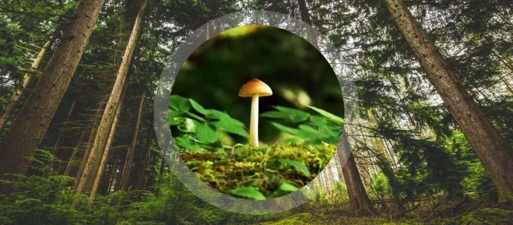 Psilocybin Therapy and Mushroom Wisdom | Francoise Bourzat and Dr. Rosalind Watts ~ ATTMind 127