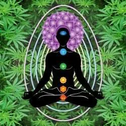 Yoga, Psychedelics, And The Spirit Of Cannabis | Chris Kilham ~ ATTMind 151 cannabis and yoga