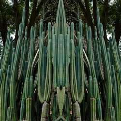 The Visionary San Pedro Cactus: Healing, Sustainability, and Sacred Relationships with Huachuma | Laurel Sugden ~ ATTMind 175 San Pedro Cactus huachuma