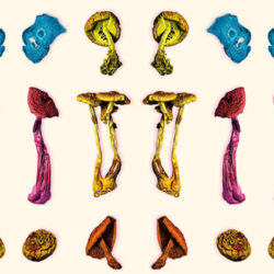 Microdosing for Health, Healing, and Enhanced Performance | Jim Fadiman and Jordan Gruber ~ ATTMind 197 197 header