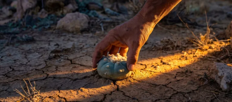 A hand reaching toward a peyote cactus growing in cracked desert earth, golden light illuminating the plant from below